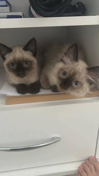 Продается кошка