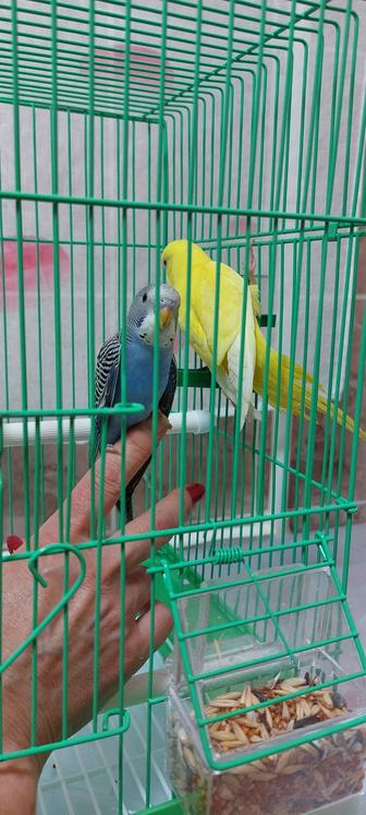 Волнистые попугаи молодые самое время для обучения разговаривать