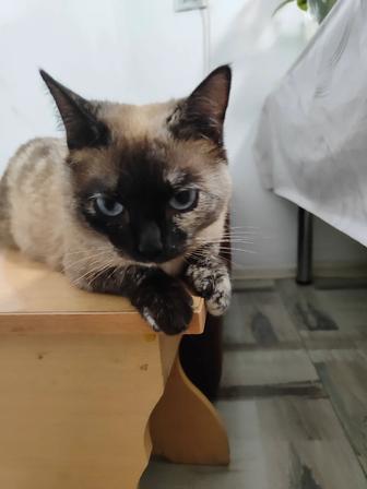 Кошечка