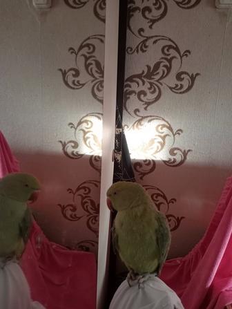 Продаю ожерелового попугая