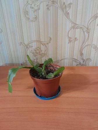 Зигокактус продам
