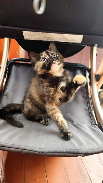 Отдам котенка