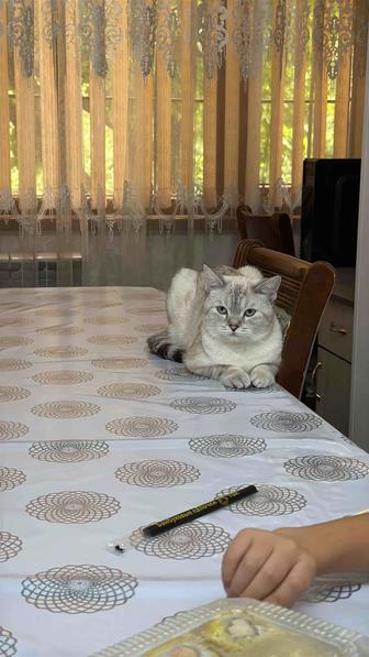 Отдам кота даром