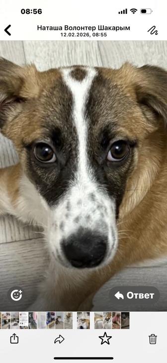 Собачка в добрые руки