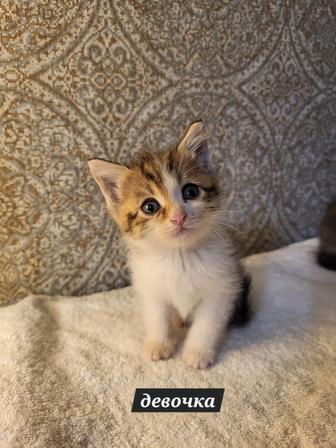 Домашние котята