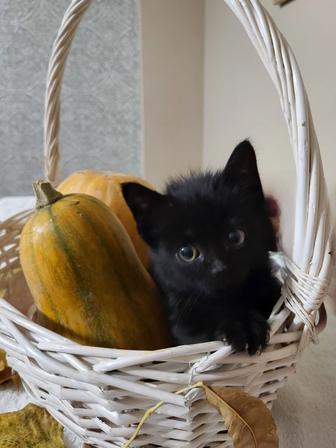 Домашний котенок