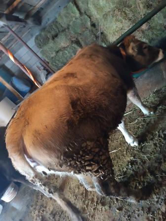 Продам телочку