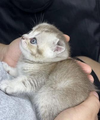 Вислоухие котята