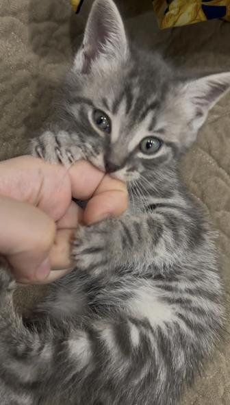 Котенок скоттиш страйт