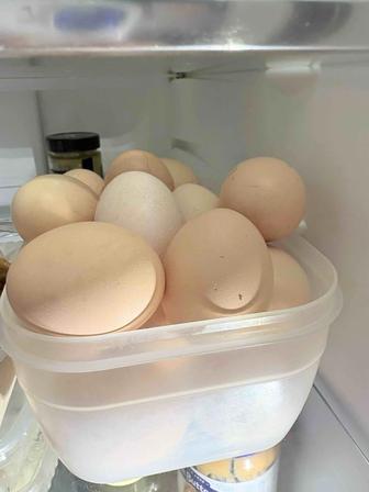 Продам домашние яйца