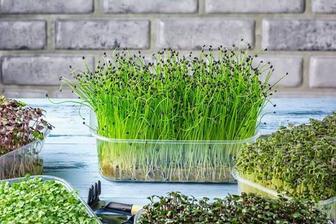 Продаю семена микрозелени, агровату и лотки.