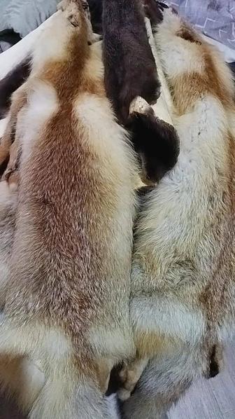 Шкуры лисы и бобра