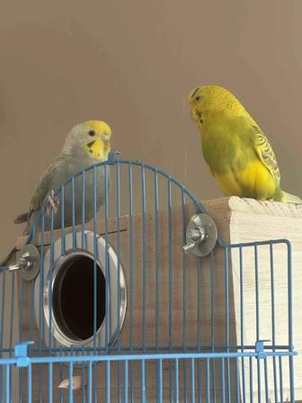 Попугайчики девочка и мальчик