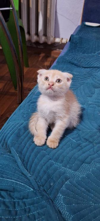 Продаются шотландские котята