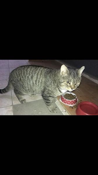 Котик ищет дом!