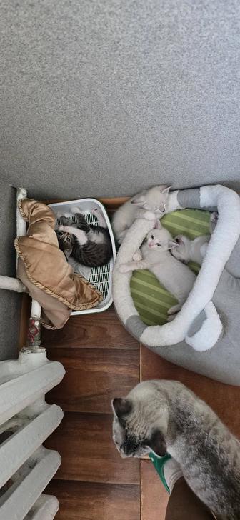 Отдам котят бесплатно