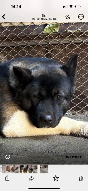 Щенки Американская Акита