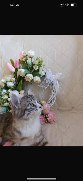 Чудесная кошечка!