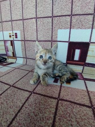 Котята