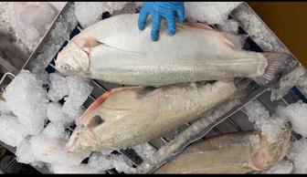 Форель Норвежская 8-9,9плюс/кг