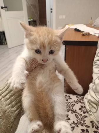 Отдам даром котят