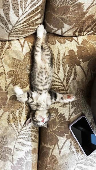 Котенок