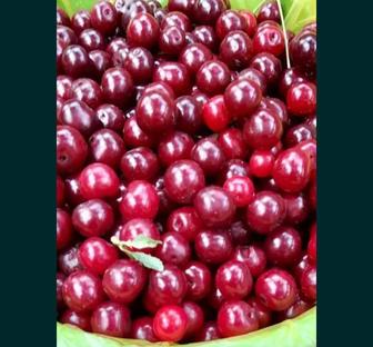 Продам вишню спелую