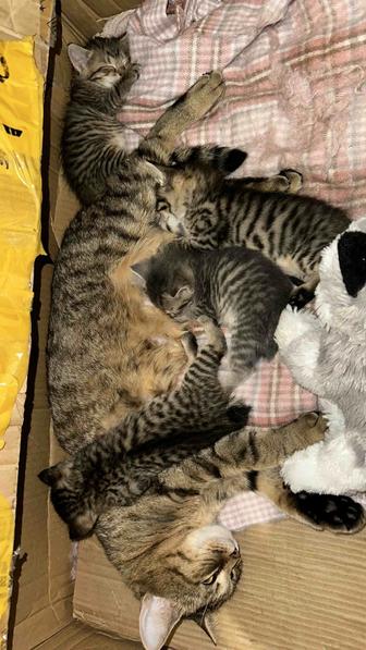 Отдам даром котят