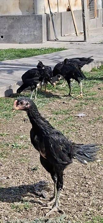 Цыплята ганой