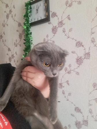 Породистая кошка