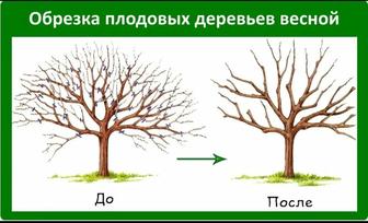 Обрезка Плодовых деревьев