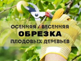 Обрезка Плодовых деревьев