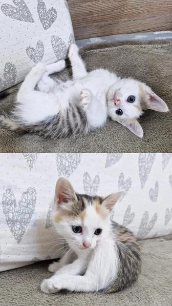 Отдам котят в хорошие, добрые руки