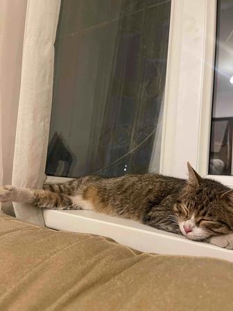 Кошка домашняя в хорошие руки