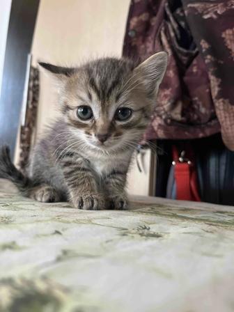 Отдам котенка бесплатно