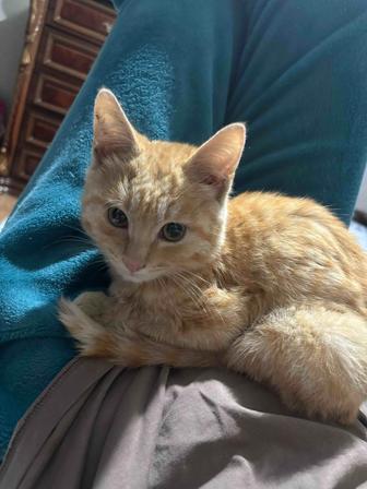Отдам котенка в добрый руки