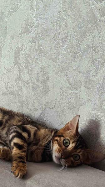 бенгальский котенок