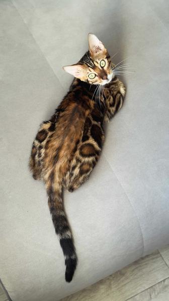 бенгальский котенок