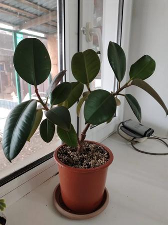 Комнатные растения