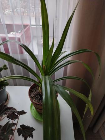 Комнатные растения