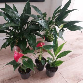 Комнатные цветы