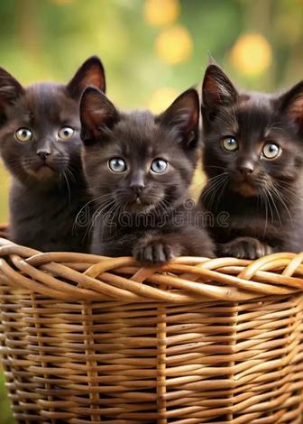 Отдаю бесплатно домашних котят