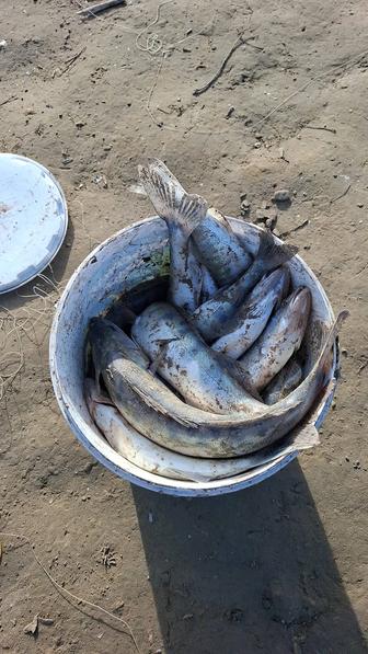 Судак сатылады