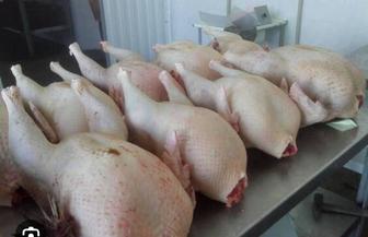 Мясо индюка