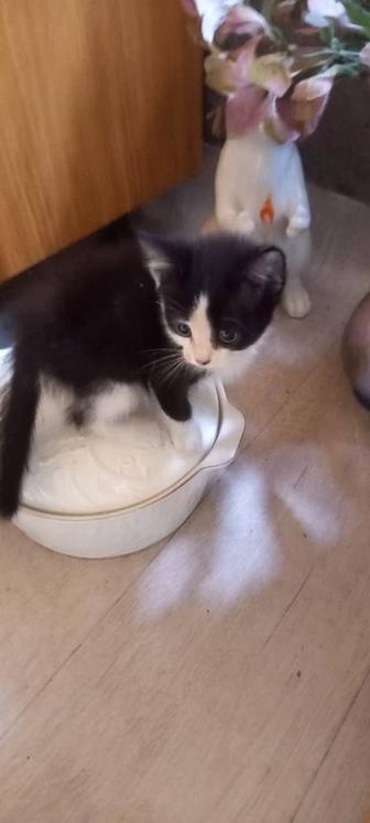 Котенок ищет дом