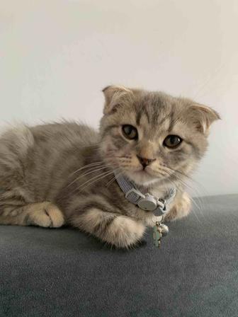 Вислоухий Котенок