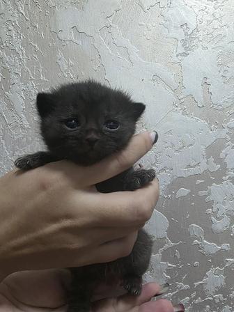 Продам котят шотландские вислоухие