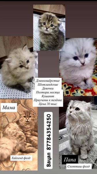 Продам котят