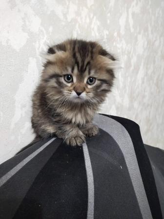 Продам котят