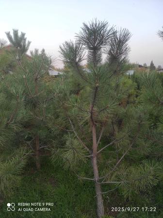 Продам саженцы плодовых культур и хвойных деревьев